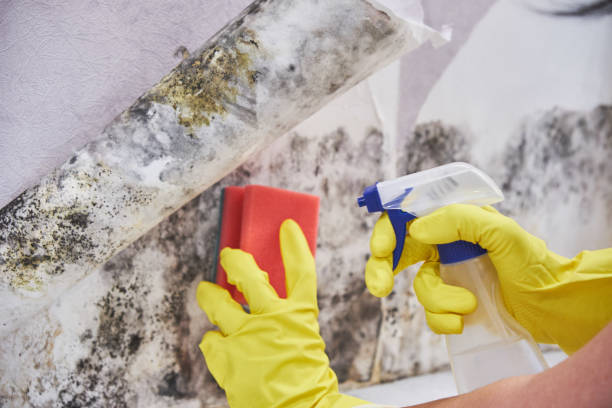 Why You Should Choose Our Mold Remediation Services in Ray City, GA